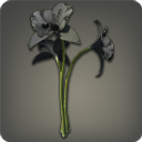 카틀레야: 검정