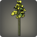 부겐빌레아: 노랑