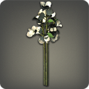 부겐빌레아: 하양