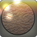 칼리코테리움 가죽