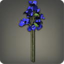 부겐빌레아: 파랑