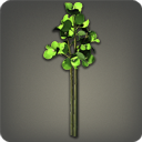 부겐빌레아: 초록