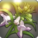 야생 디기탈리스