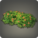 알로알로 로젤 생울타리