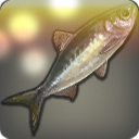 절임용 쪽빛청어