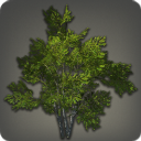 검은장막 활엽수